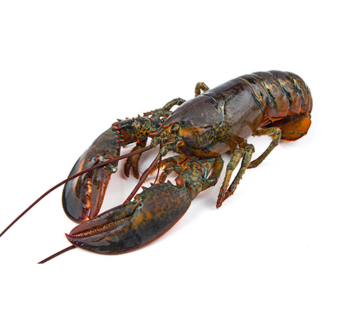 Live Canadian Lobster (Only for Pick up)