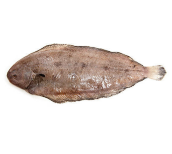 Dover Sole Fish