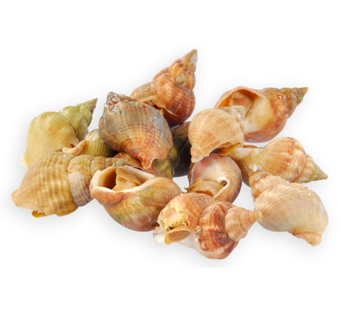 Cooked Whelks