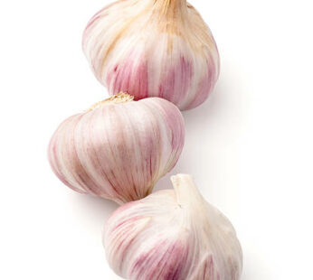 Pink Lautrec Garlic