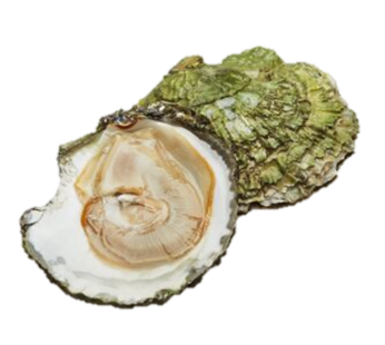 Flat Oysters N1